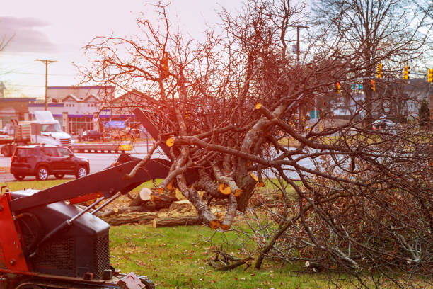 How Our Tree Care Process Works  in  Koloa, HI