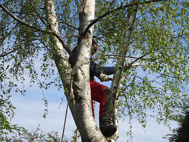 Best Leaf Removal  in Koloa, HI